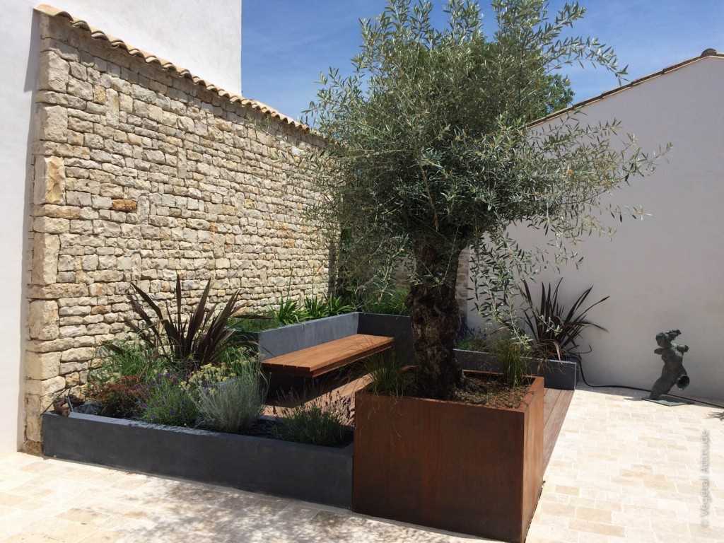 Amanagement terrasse avec olivier bonsai sainte marie de ré