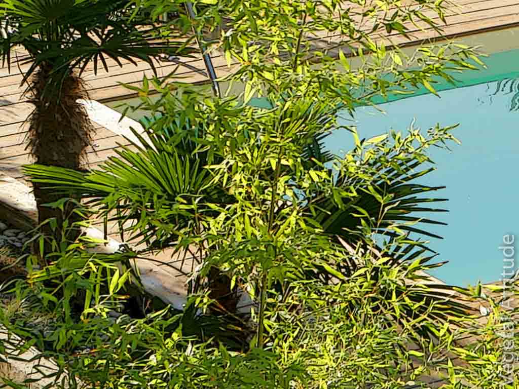 amenagement de piscine palmier
