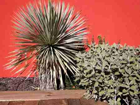 Amennagement terrasse bois mur colore