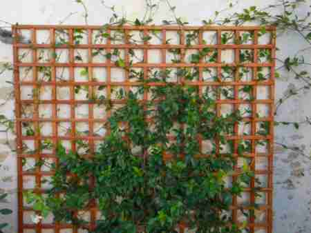 Bois treillis grimpante jardin