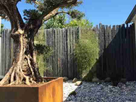 Jardin avec patio agrementé d'un olivier bonsai corten Re