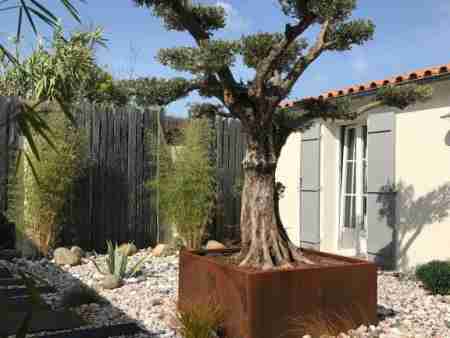 Jardin patio olivier plateau corteneral Re